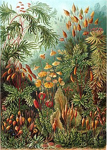 Ernst Haeckel'den Kara yosunları çizimi. (1904).(Üreten: Ernst Haeckel)