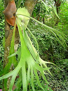 La Platycerium bifurcatum può mostrare una forma semplice di eusocialità.