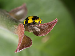 Fungus-eating ladybird, Binalong Bay, Australia