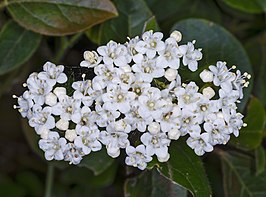 Viburnum tinus