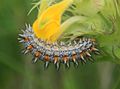 Roter Scheckenfalter (Melitaea didyma), Raupe