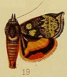 Hyblaea flavipicta