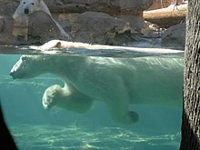 swimming polar bear, mostly submerged