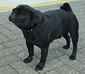 black Pug