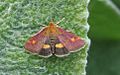 Pyrausta aurata Muntvlindertje