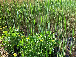 De subassociatie met dotterbloem in de lente