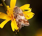 Schinia cognata – Oberseite