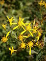 Senecio ovatus