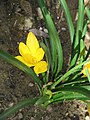 Sternbergia lutea close-up