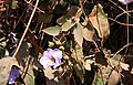 Thunbergia grandiflora