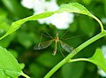 Tipula bicornis male