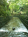 Todoroki ravine in My home city. The only ravine in 23ward Tokyo. That river is quite artisicial river,but many life live in here ,-ducks for example.