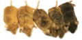 Five viable yellow brindle mice with the genotype Avy/*. They range from solid yellow to pseudoagouti.