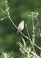 Vogel an der Sieg