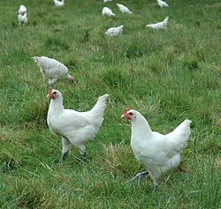 Franse Bressehoenders worden als hoogwaardige vleeskippen op grote weides gehouden