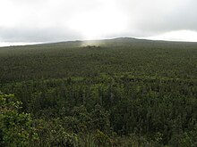 Photo of forest looking upslope toward the top of Mauna Loa. A shaft of sunlight illuminates a small area within the dark green expanse of woods