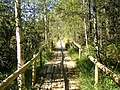 Bohlenweg zum Wildsee im Nordschwarzwald (*)