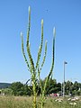 Saarbrücken, Juni 2017