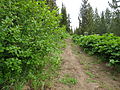 Forstlicher Schlag mit Grünerlen-Primärwald (Montana)