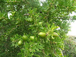 Unreife Argan-Früchte am Baum