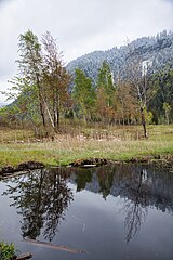 Moorbirken im Biotop Im Moos Reuthe