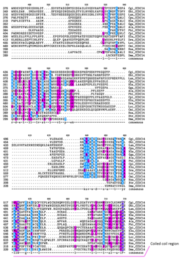 Purple=Similar Amino Acid Chemistry Blue=Same Amino Acid