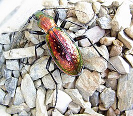 Carabus rutilans