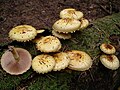 Cystoderma sp. (Gen. Cystoderma)