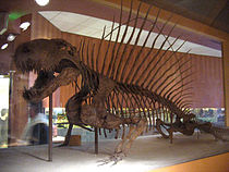 Σκελετός Διμετρόδοντα (Dimetrodon grandis) στο Εθνικό Μουσείο Φυσικής Ιστορίας στις ΗΠΑ