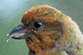 Head of a male crossbill