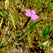 Die Heide-Nelke (Dianthus deltoides) ist auf dem Sandberg heimisch