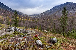 Im Bereich der Wald- und Baumgrenze