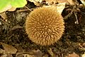 (Lycoperdon echinatum)