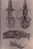 Skull and mandible