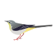 Grey Wagtail