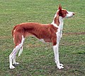 Podenco Ibicenco (mediterraner Typ)