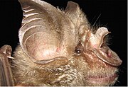 Brown bat head