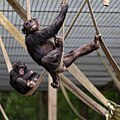 Schimpansenkinder