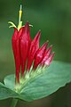 Spigelia marilandica