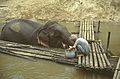 River Kwai Jungle Rafts