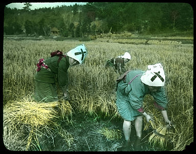 Women harvesting rice