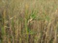 vivipary on Agrostis canina, photo taken on the german island Hiddensee, Photo by Kristian Peters