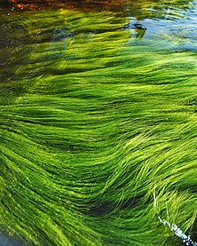 Zöldalgák a Pen Lake tóban (Kanada, Ontario)