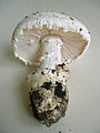 Amanita ovoidea