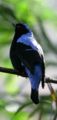 Asian Fairy Bluebird