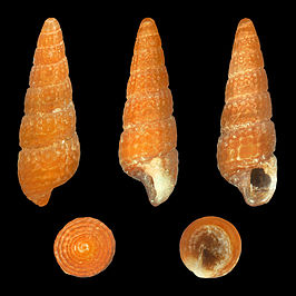 Bittium glareosum