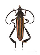 Museum specimen - female