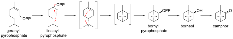 Biosynthese von Campher