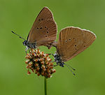 Dunkler Wiesenknopf-Ameisenbläuling