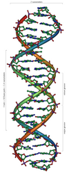 DNA-Dopplehelix